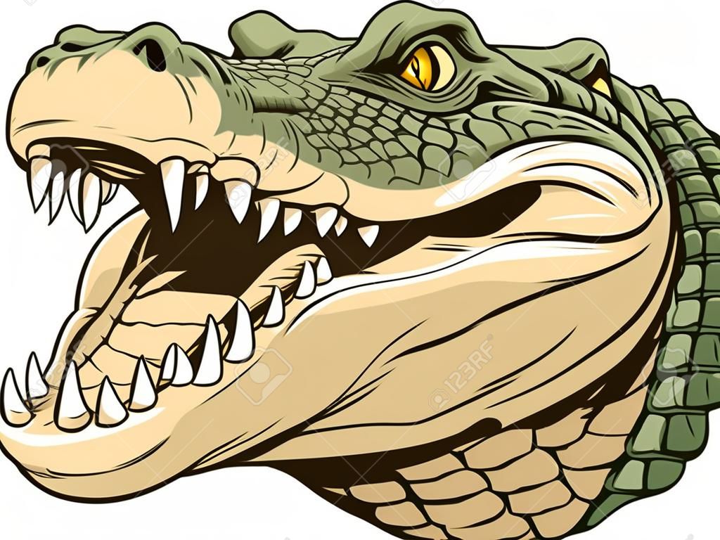 ilustracji wektorowych, okrutny głowę aligatora na białym tle.