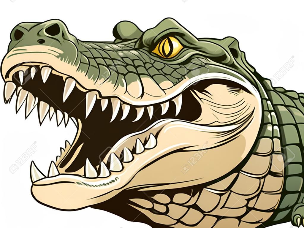 Vector illustration, une tête d'alligator féroce sur un fond blanc.