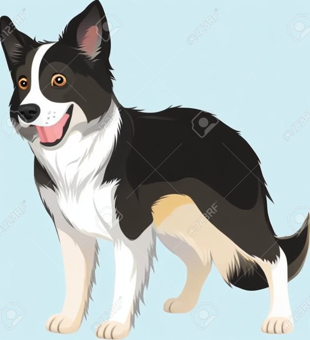 Illustrazione vettoriale, cane razza divertente, Border Collie, su uno sfondo bianco