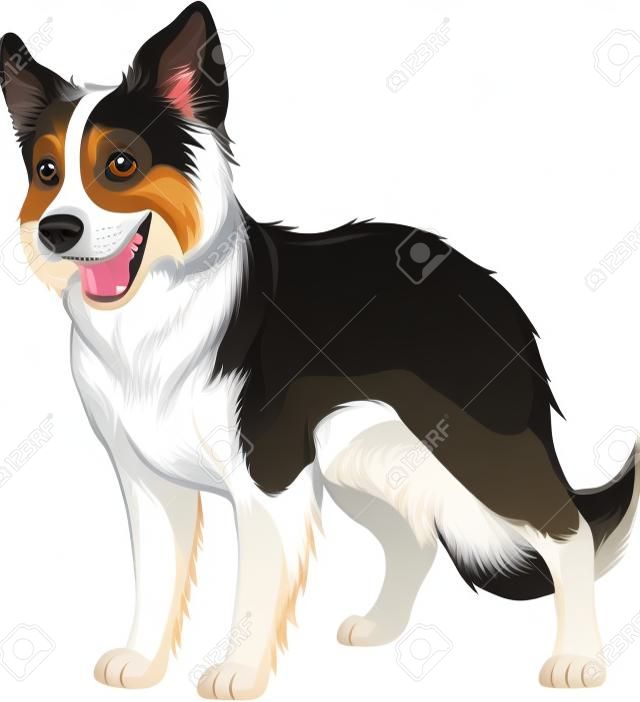 Ilustración vectorial, perro de pura raza divertida, Border Collie, sobre un fondo blanco