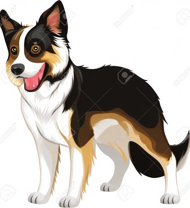 Illustrazione vettoriale, cane razza divertente, Border Collie, su uno sfondo bianco