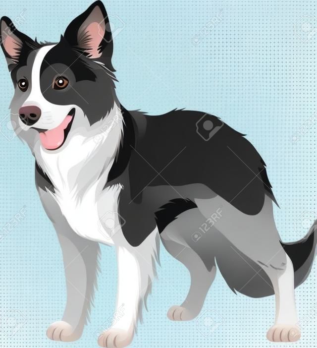ベクトル図、面白いの純血種の犬、ボーダーコリー、白地に