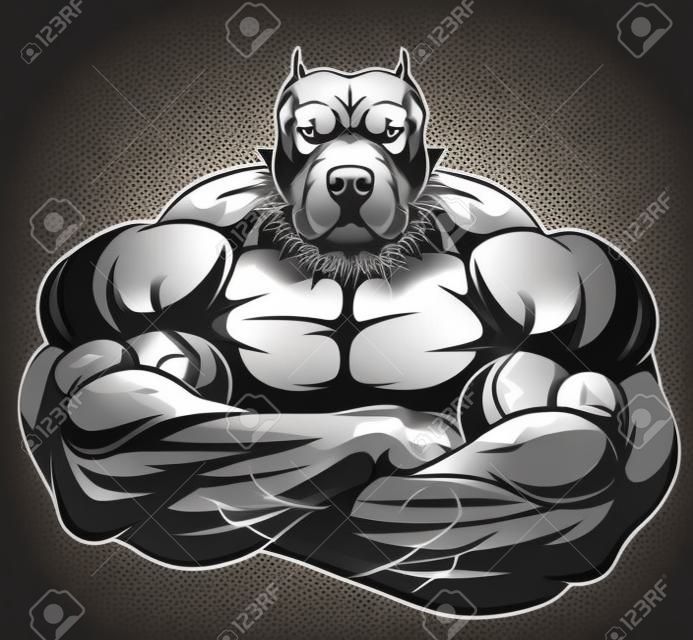 Vektoros illusztráció egy erős pitbull nagy bicepsz, testépítő