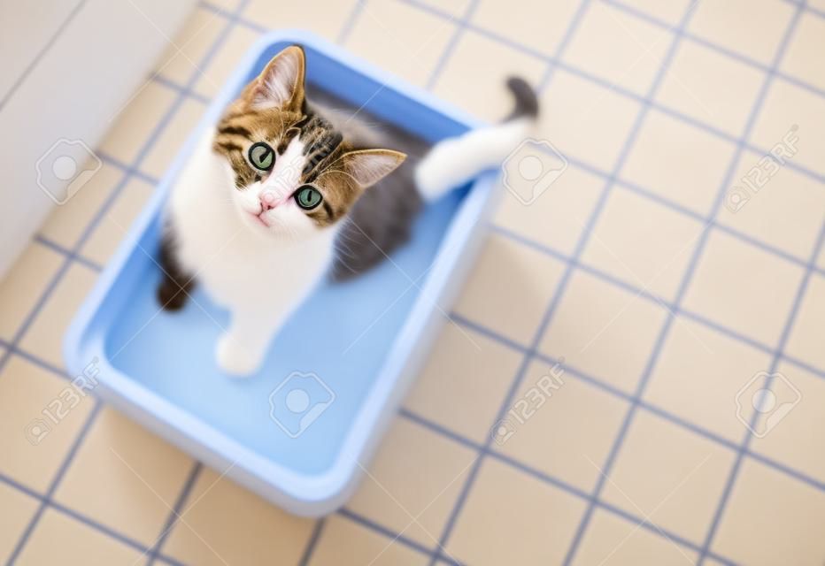 linda vista superior del gato sentado en caja de arena con arena en el suelo del baño