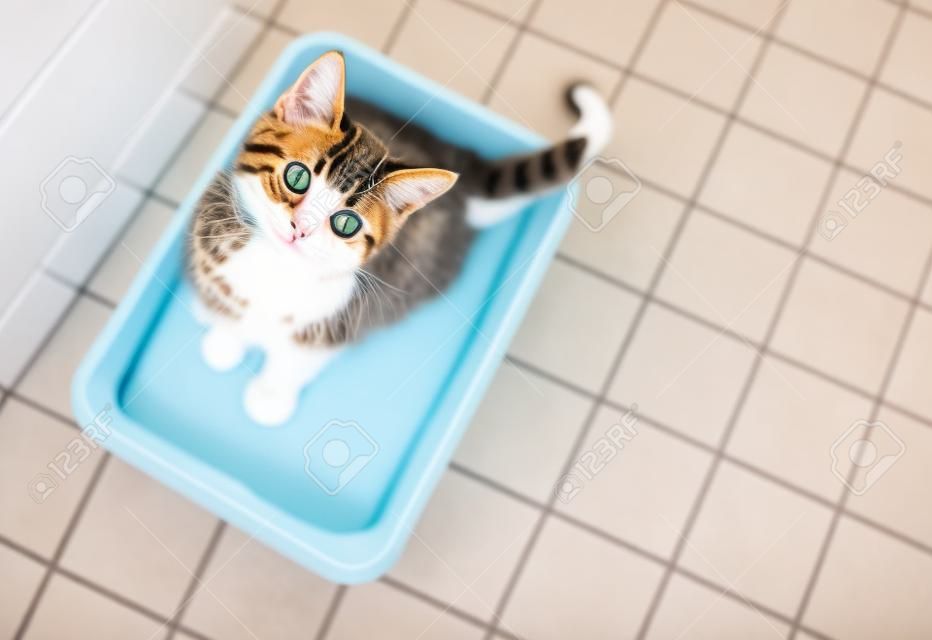 Draufsicht der netten Katze, die im Katzenklo mit Sand auf Badezimmerboden sitzt