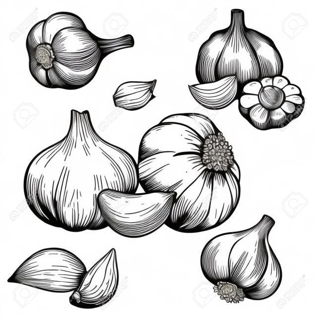 engraving vector illustration of garlic on white background