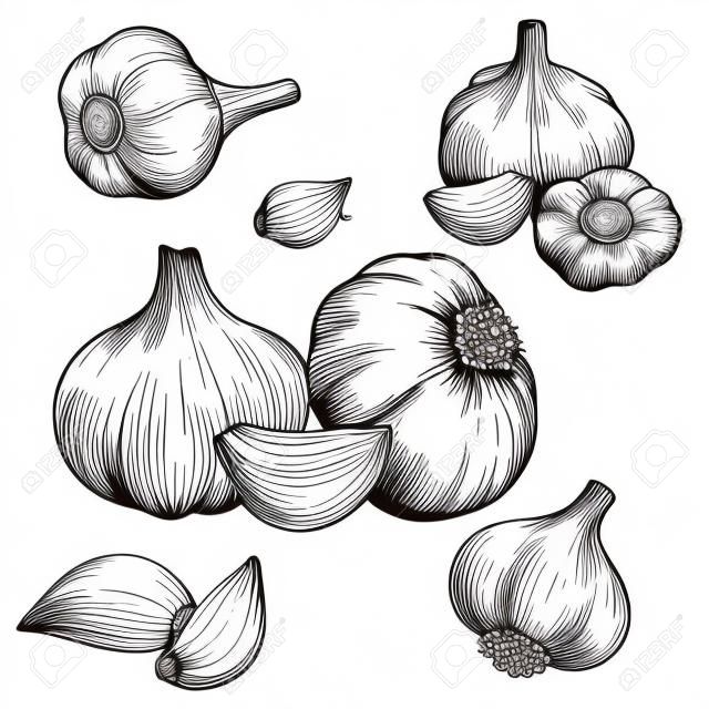 engraving vector illustration of garlic on white background