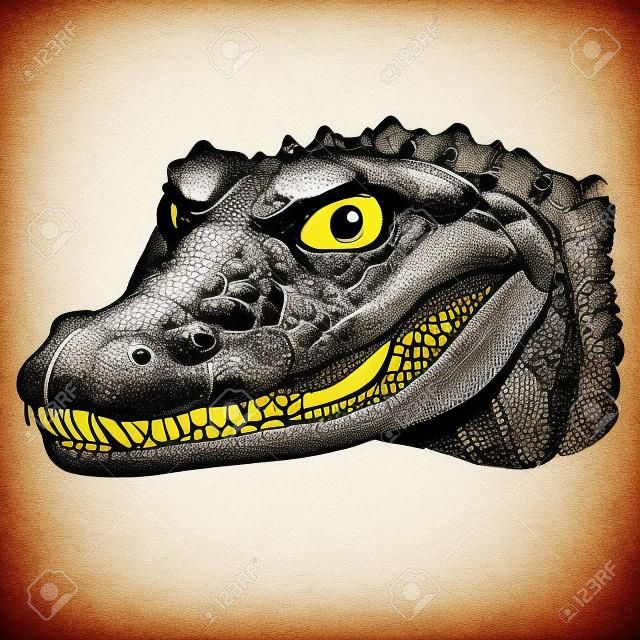 Vector antique engraving illustration of crocodile head