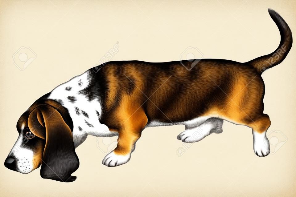 Vector ilustración de grabado antiguo de perro basset hound aislado sobre fondo blanco.
