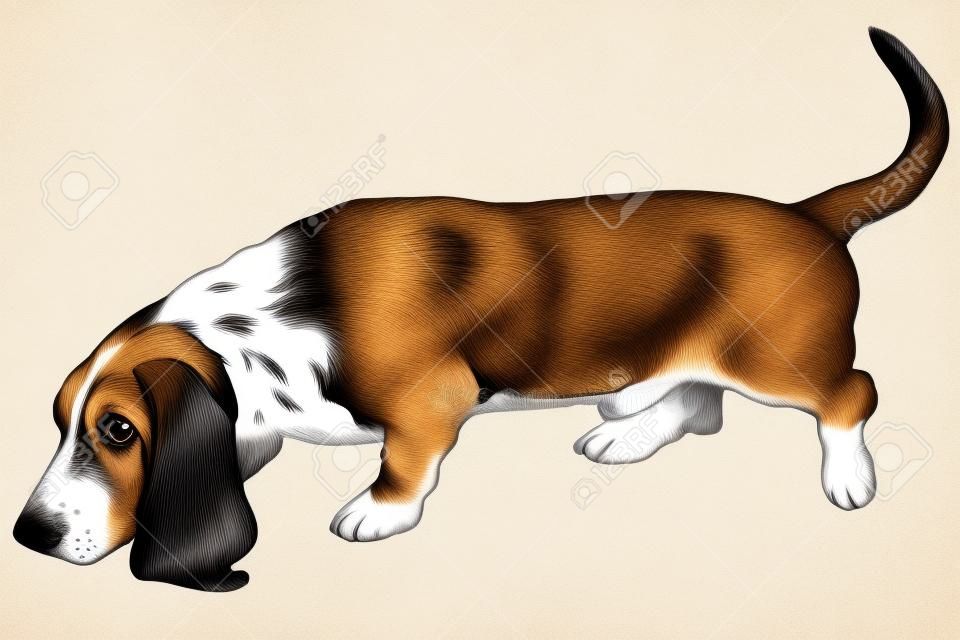 흰색 배경에 고립 된 개 바셋 하운드의 벡터 골동품 조각 그림