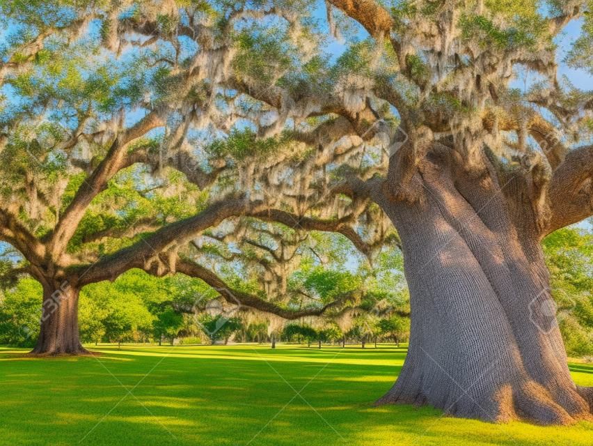 Een close-up van een grote levende eik op een voormalige plantage die nu Brookgreen Gardens heet bij Myrtle Beach in South Carolina.