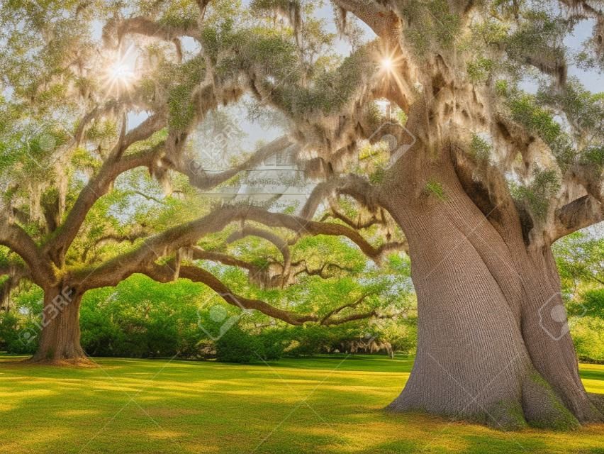 A zamknąć się z dużego drzewa dębowego na żywo na byłej plantacji teraz nazywa Brookgreen Gardens w pobliżu Myrtle Beach w Karolinie Południowej.