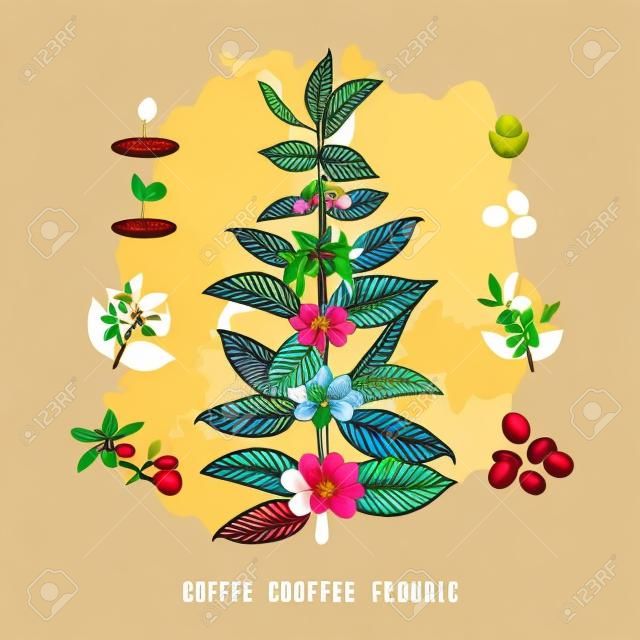 Bella e colorata illustrazione botanica di una pianta e un albero di caffè. L'albero del caffè, mostrando dettagli di fiori e frutta. Illustrazione vettoriale Coffe arabica
