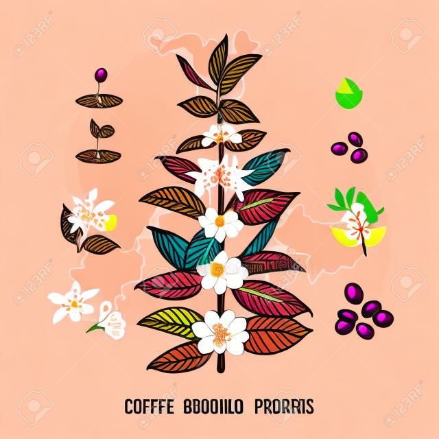 Piękne i kolorowe botaniczne ilustracji plantacji kawy i drzewa. Drzewo Kawy, Wyświetlanie Szczegóły Kwiatów i Owoców. Ilustracji wektorowych Coffe arabica