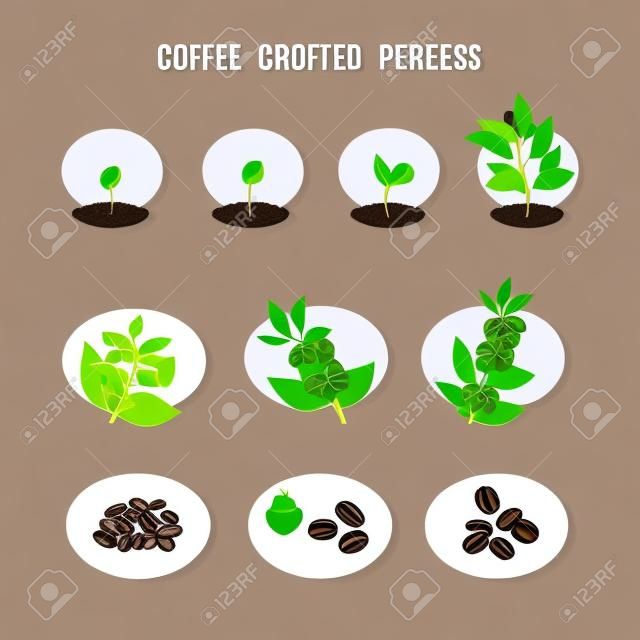 Bitki tohum çimlenme evreleri. Bir kahve ağacının dikilmesi ve büyütülmesi süreci. Aşamalı kahvehane yetiştiriciliği. Vektör illüstrasyonu
