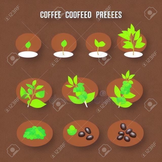 Fasi di germinazione dei semi di pianta. Processo di piantare e coltivare un albero di caffè. Coltivazione del caffè in fasi. Illustrazione vettoriale