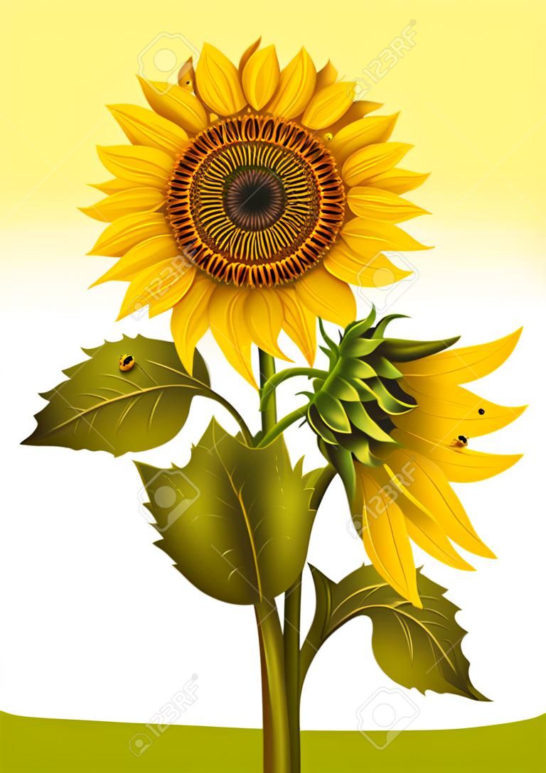 Illustration von Sonnenblumenstrauß mit Tau und Marienkäfern isoliert