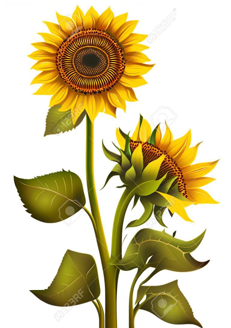 Illustration von Sonnenblumenstrauß mit Tau und Marienkäfern isoliert