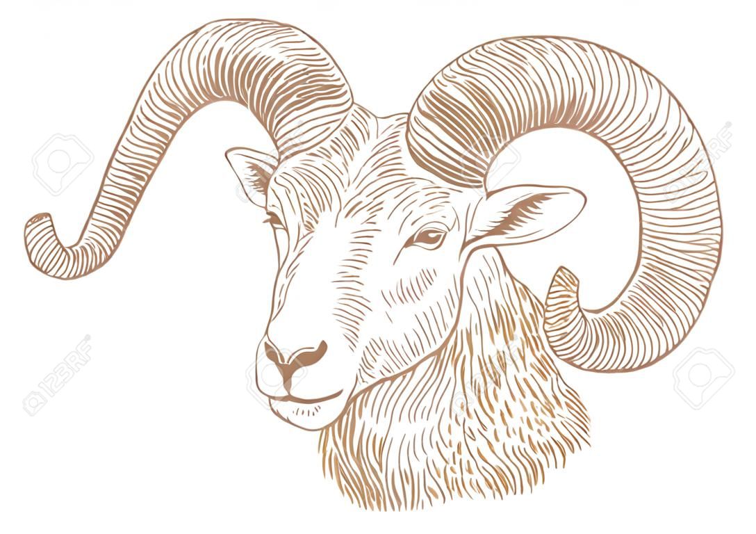 Drawing of horned head of ram on the white background