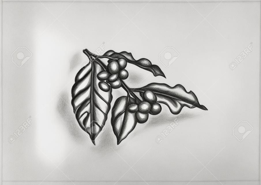 Drawing of coffee's branch with leaves and beans