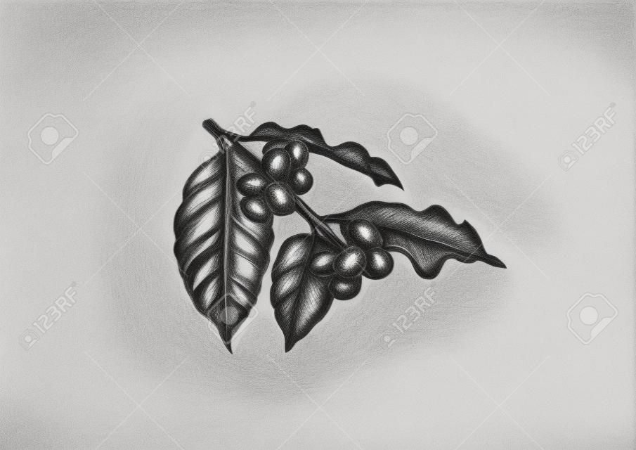 Drawing of coffee's branch with leaves and beans