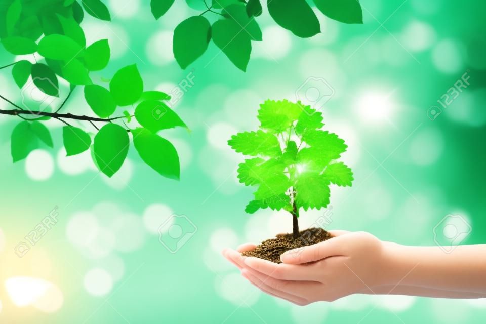 Concetto di crescita aziendale: pianta albero che cresce attraverso un mucchio di monete in mano di donna con luce verde naturale e bokeh sullo sfondo.