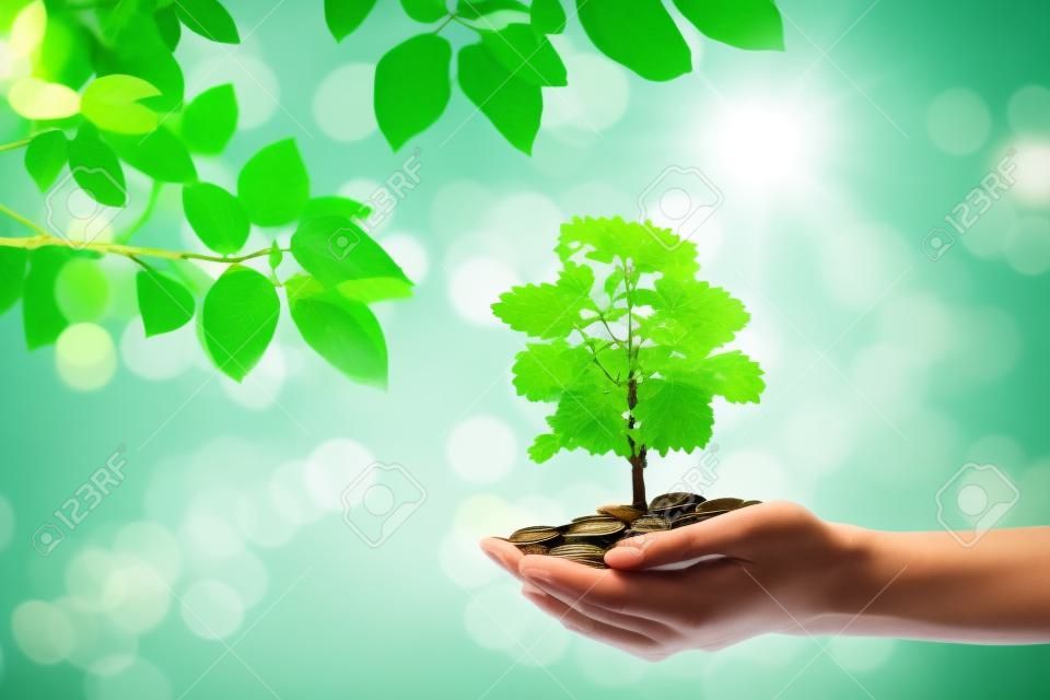 Concetto di crescita aziendale: pianta albero che cresce attraverso un mucchio di monete in mano di donna con luce verde naturale e bokeh sullo sfondo.