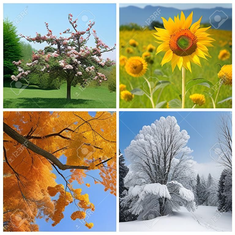 Four seasons  Spring, summer, autumn and winter landscapes 