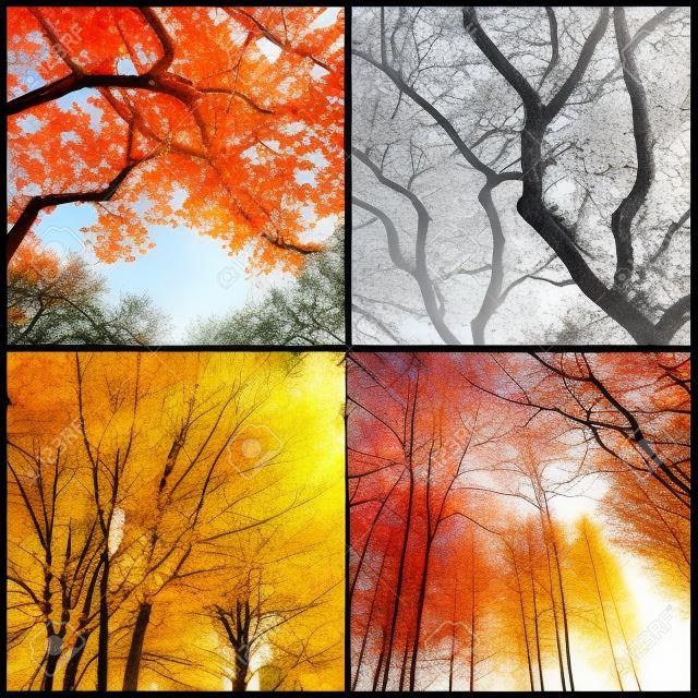 4 つの季節。春、夏、秋、冬の木。4 つの写真のコラージュ。