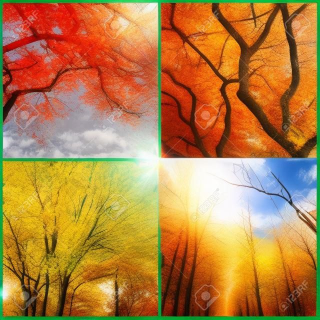 4 つの季節。春、夏、秋、冬の木。4 つの写真のコラージュ。