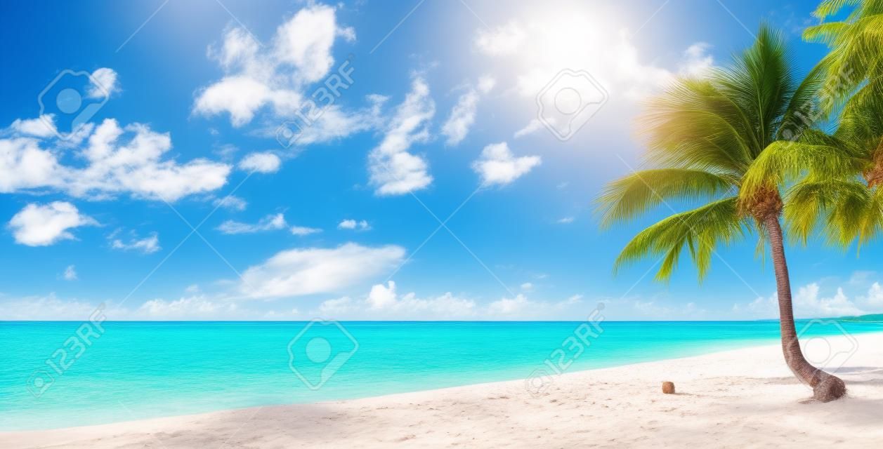 Hindistan cevizi palmiye ağacı ve mavi gökyüzü, Karayip Adaları ile inanılmaz kumlu plaj