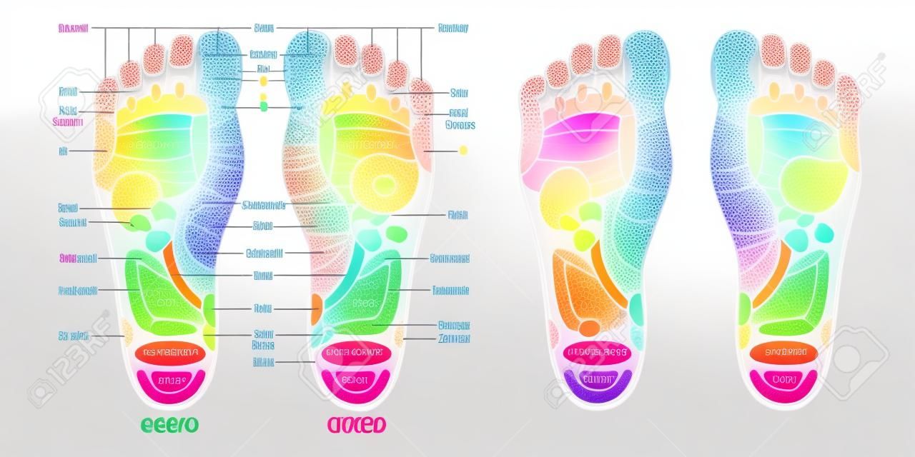 Pontos de massagem de pé de reflexologia zonas de reflexologia, sinais de massagem e pontos coloridos