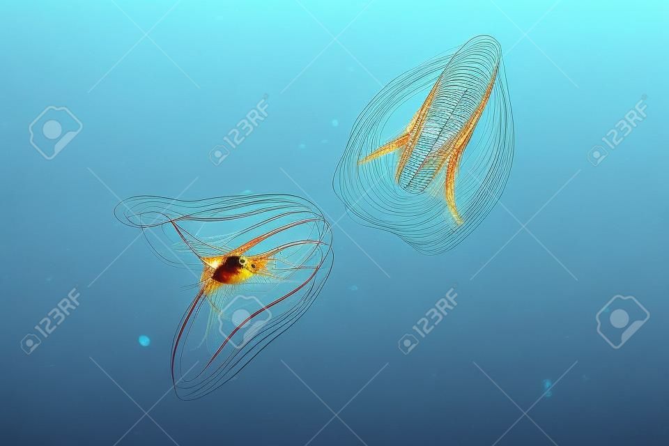 Ctenophora (comb jellies) are a phylum of animals that live in marine waters worldwide