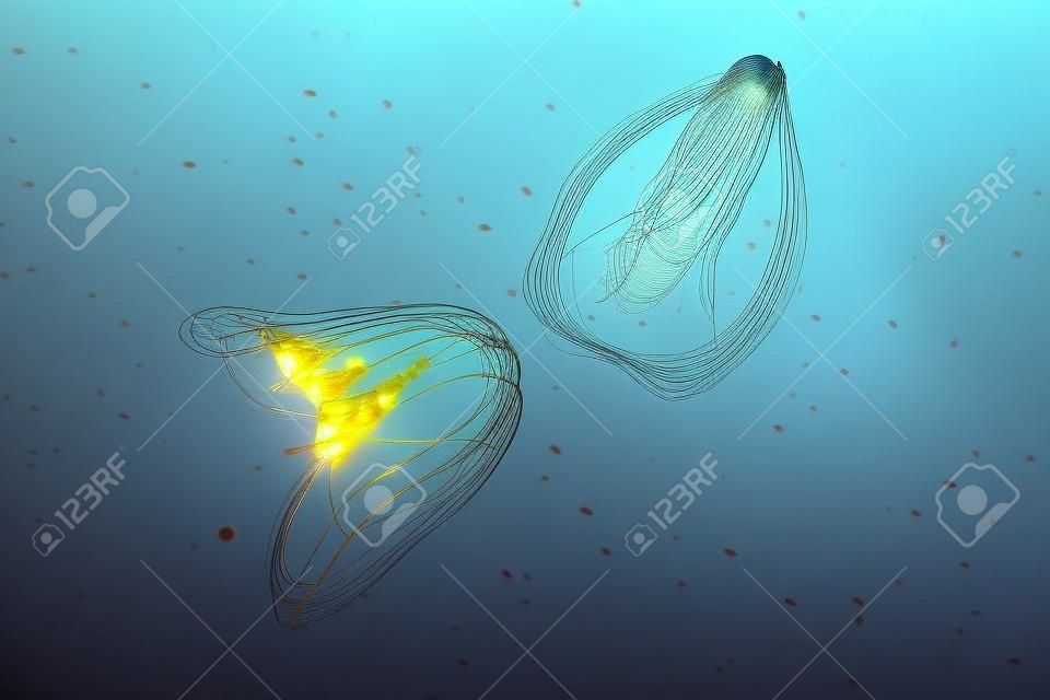 Ctenophora (comb jellies) are a phylum of animals that live in marine waters worldwide
