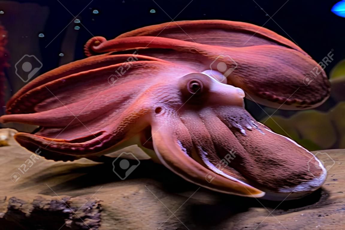 Sepia ist eine Gattung der Tintenfische in der Familie Sepiidae umfasst einige der bekanntesten und häufigsten Arten. Die Sepiaschale ist relativ Ellipsoid ist. Der Name der Gattung ist die latinisierte Form des altgriechischen ???? & #