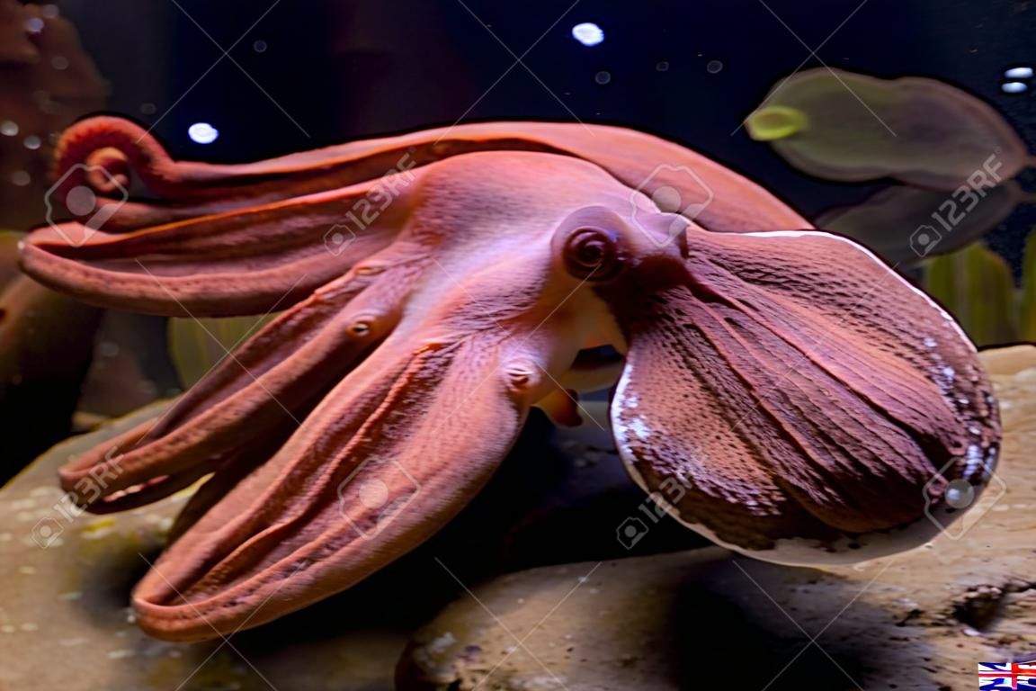 Sepia ist eine Gattung der Tintenfische in der Familie Sepiidae umfasst einige der bekanntesten und häufigsten Arten. Die Sepiaschale ist relativ Ellipsoid ist. Der Name der Gattung ist die latinisierte Form des altgriechischen ???? & #