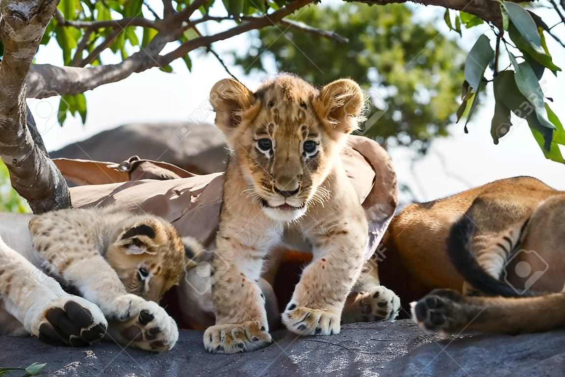 Cuccioli e leonesse di leone dell'Africa meridionale (Panthera leo), specie della famiglia Felidae e un membro del genere Panthera, elencati come vulnerabili, nel Parco Nazionale del Serengeti, Tanzania