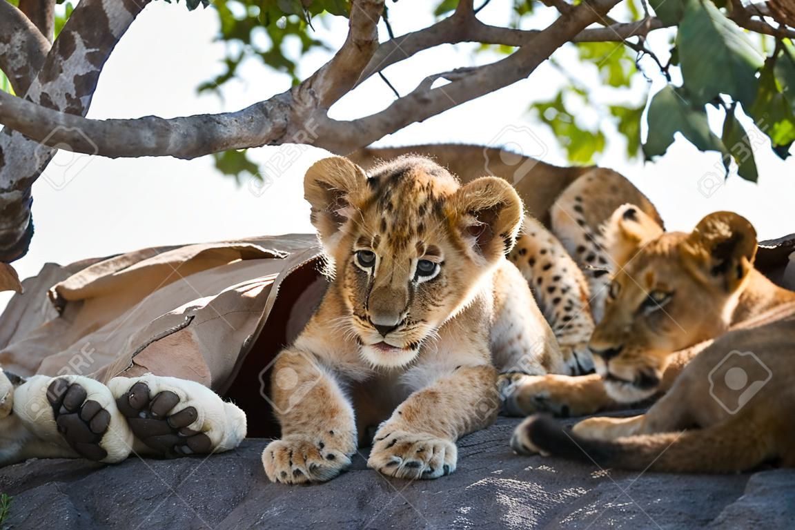Zuid-Afrikaanse leeuwenwelpen en leeuwinnen (Panthera leo), soorten uit de familie Felidae en lid van het geslacht Panthera, als kwetsbaar aangemerkt, in Serengeti National Park, Tanzania