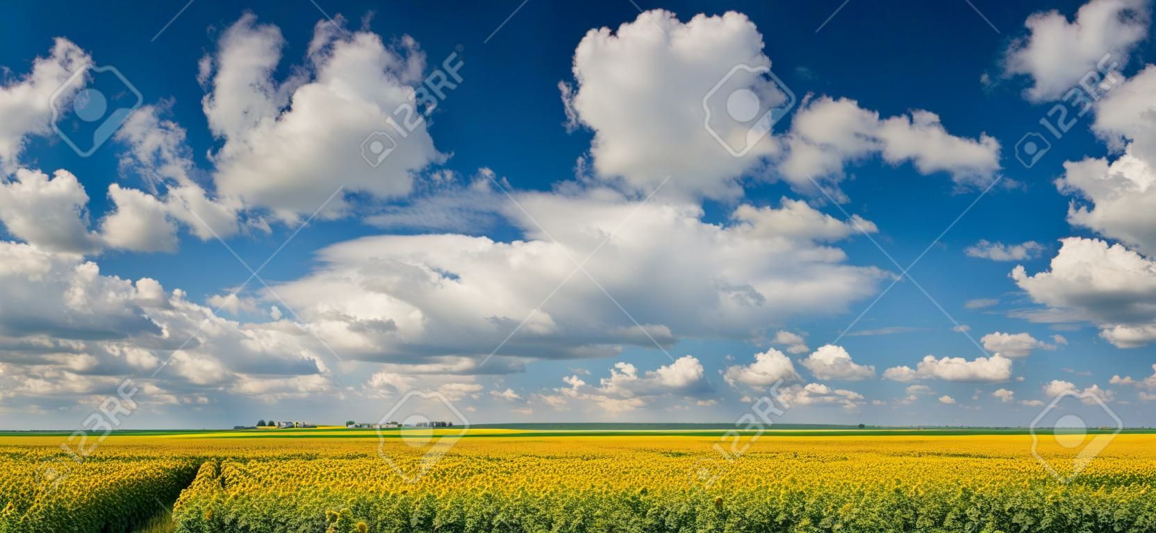 Błękitne niebo z chmurami cumulus w polu słoneczników