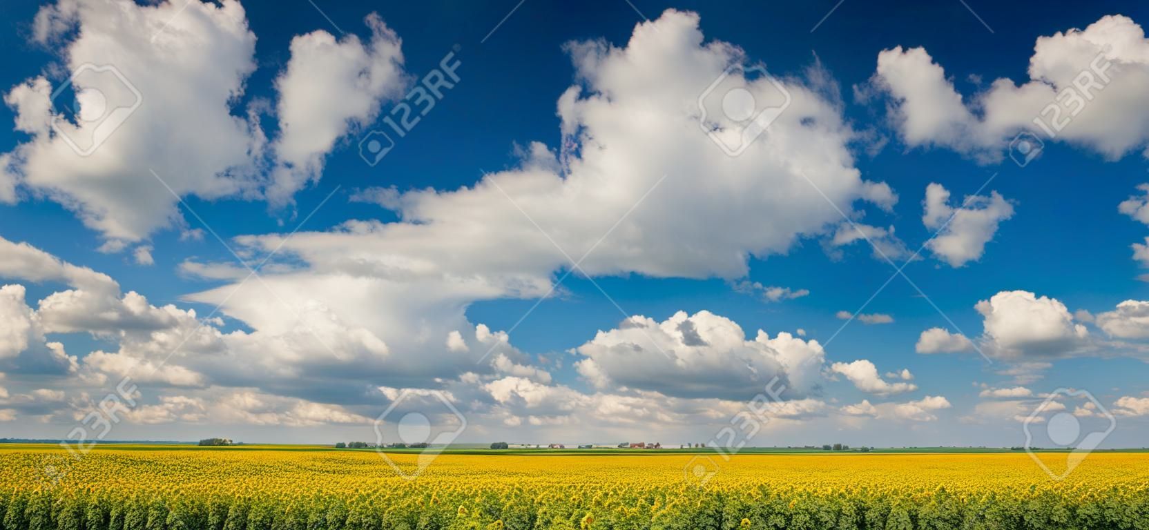 ヒマワリのフィールドの上の積雲の雲と青空