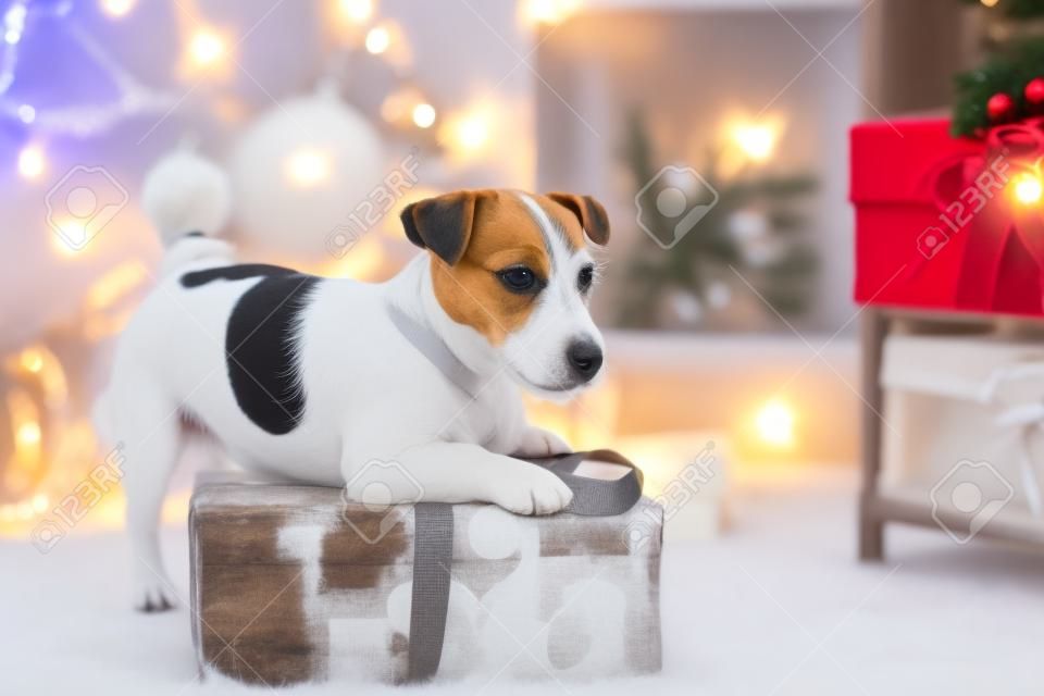Jack Russell dog at the Christmas tree 2015