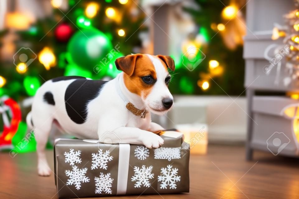 Jack Russell hond bij de kerstboom 2015