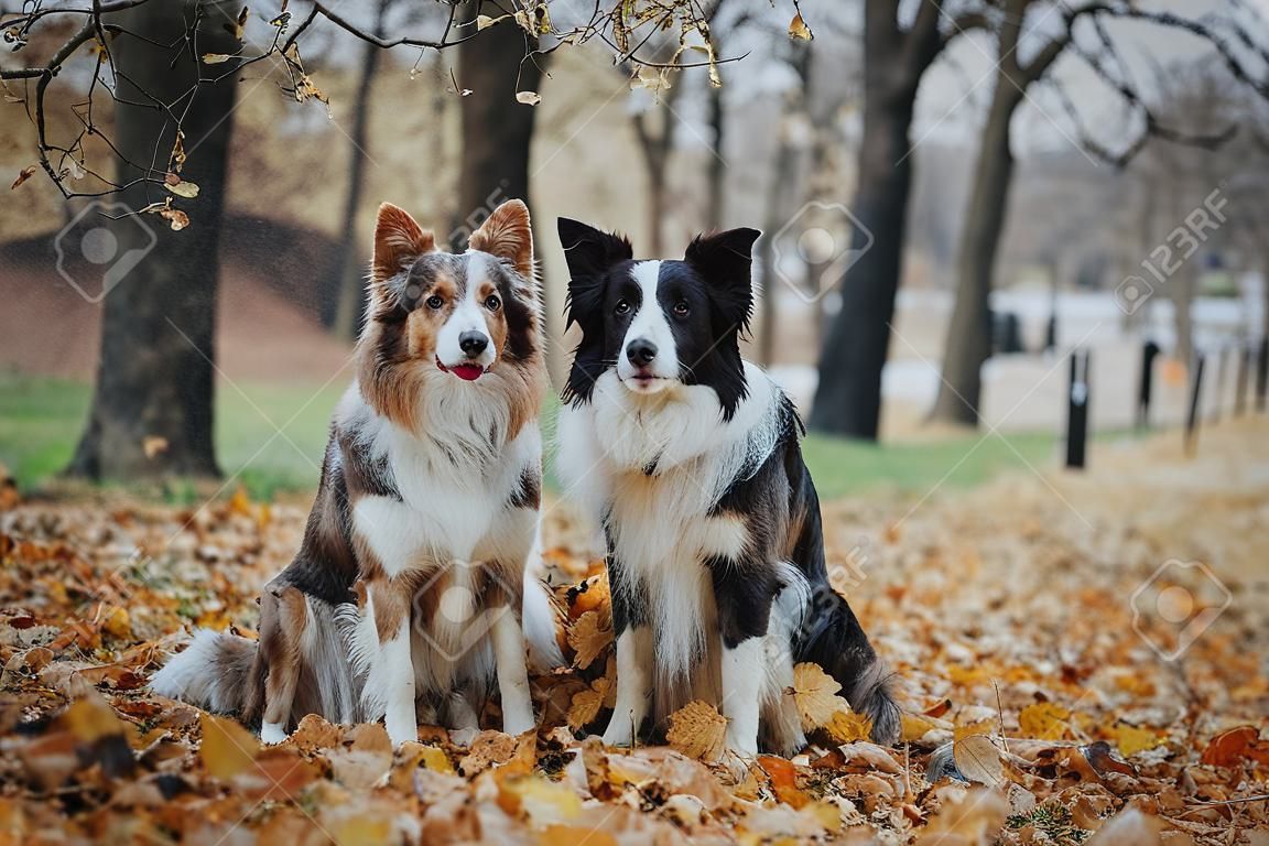 Border collie raza del perro en el parque en otoño