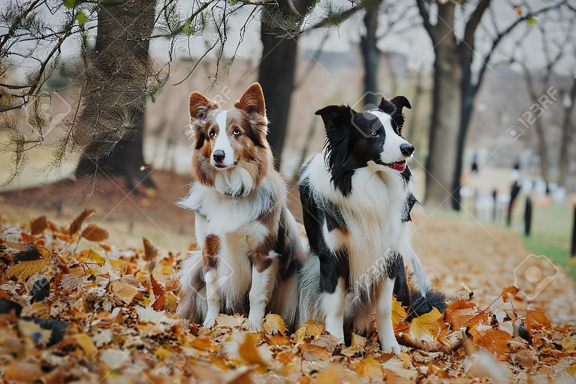 Border Collie dog breed in the park in autumn