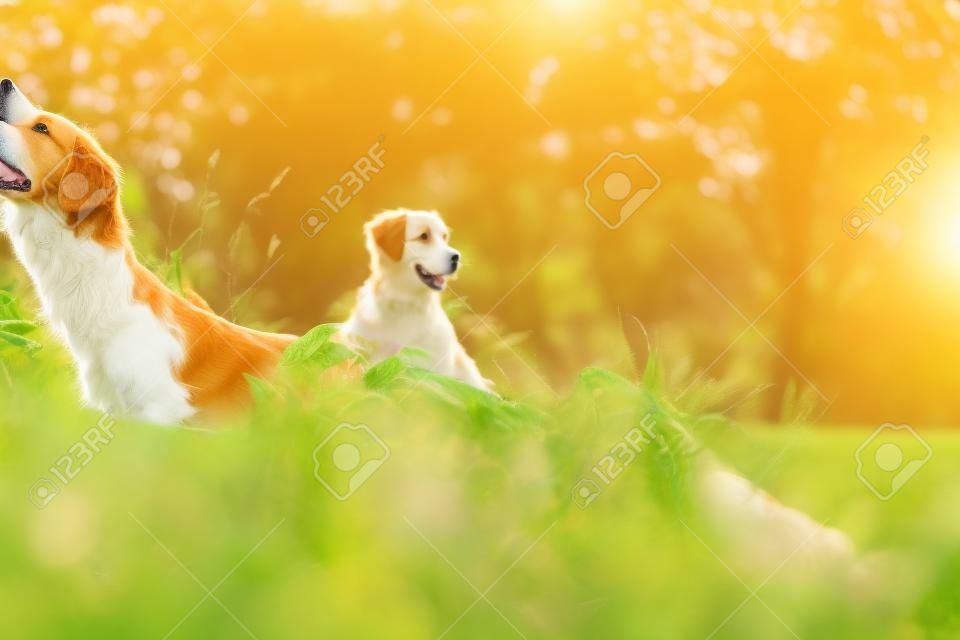 狗在大自然的绿叶上散步，夏天新斯科舍的鸭子