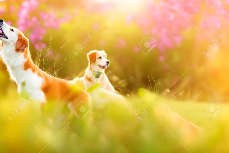 Pies idzie na charakter, warzywa, kwiaty Retriever z Nowej Szkocji w lecie