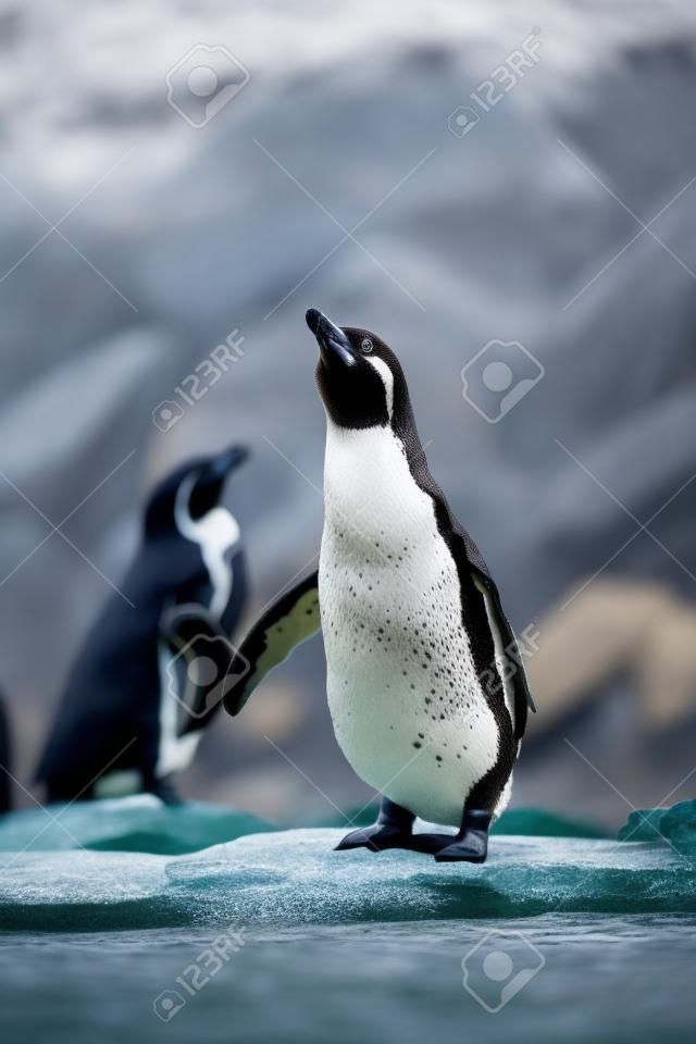 Humboldtpinguïns staan in natuurlijke omgeving, op de rotsen bij het water