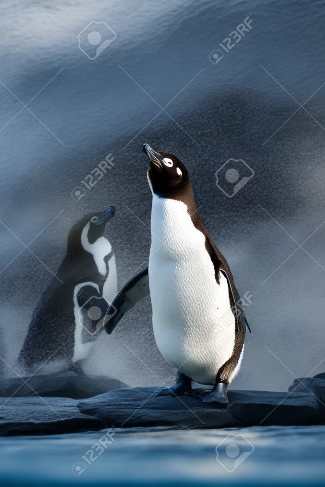 Humboldtpinguïns staan in natuurlijke omgeving, op de rotsen bij het water