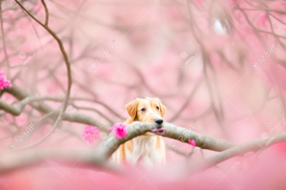 dog in pink colors springtime in nature. Apple trees . Nova Scotia Duck Tolling Retriever