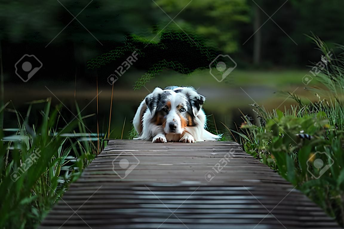 red dog lies on a wooden bridge on the lake. Pet by the water.Marble Australian Shepherd in nature